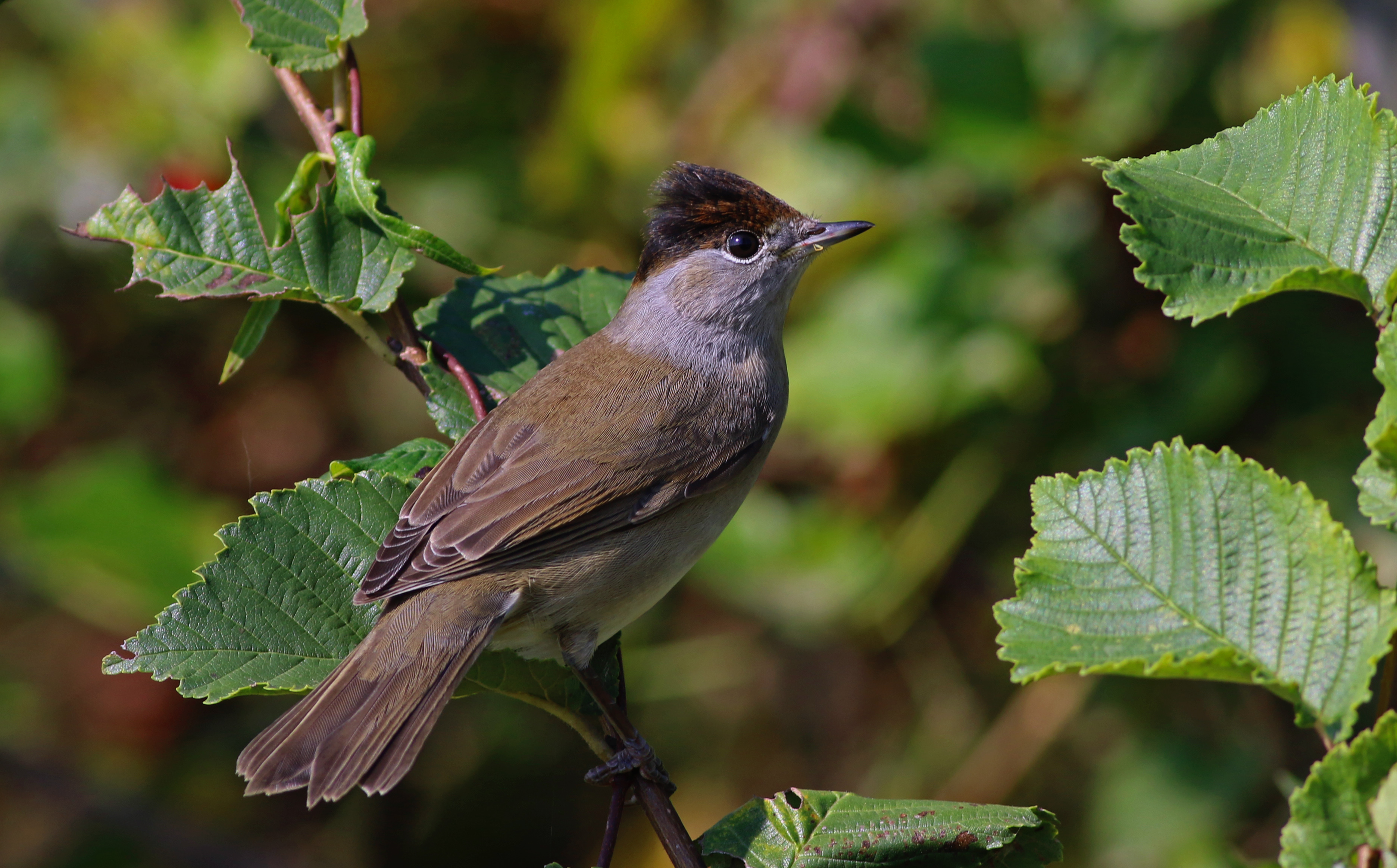 Eurasian Blackcap